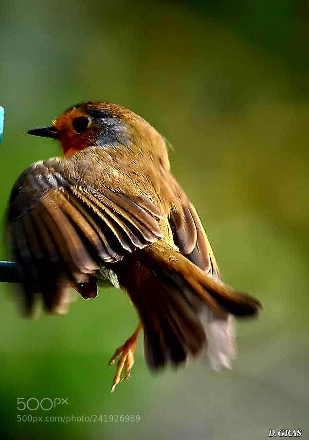 Nikon D3400 sample photo. A robin photography