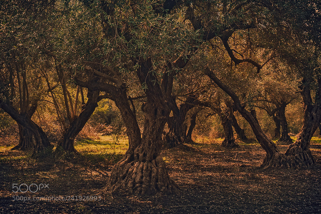 Sony a7S sample photo. Galilee,israel photography