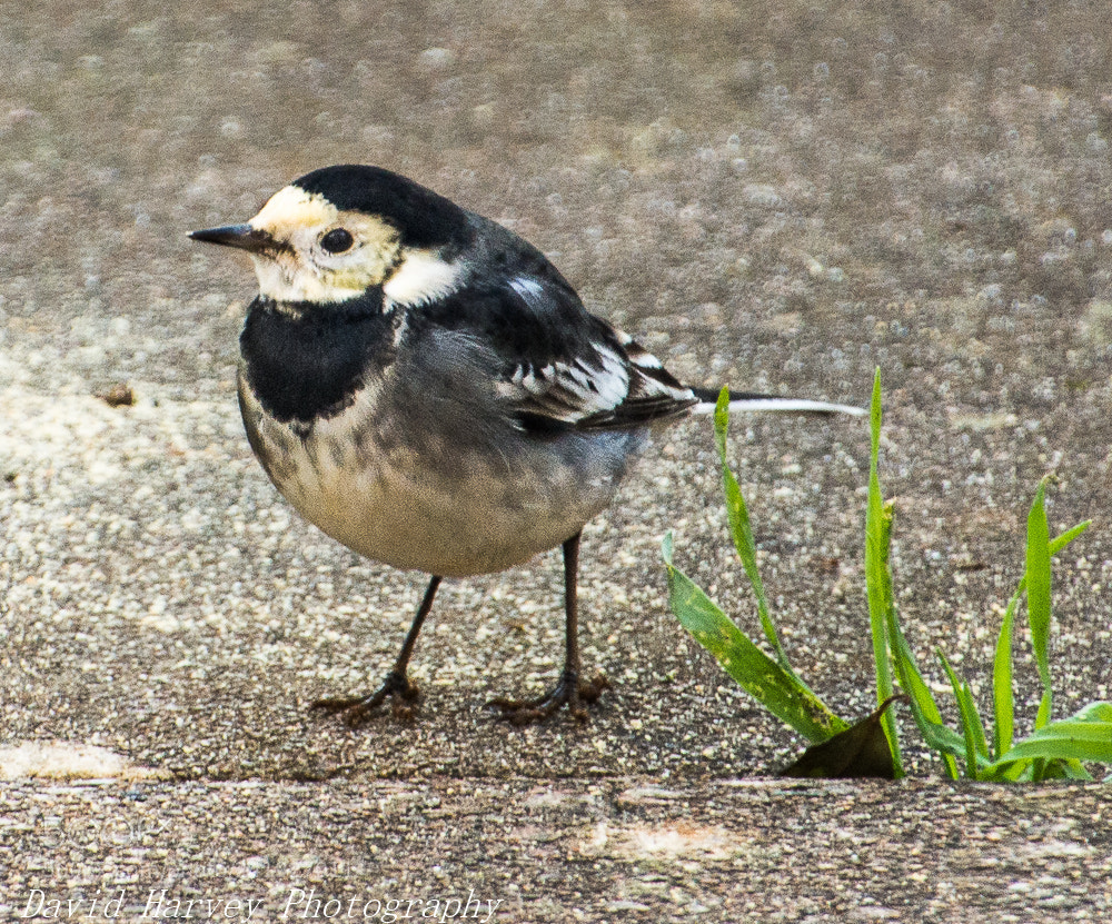 Nikon D7200 sample photo. Pied wagtail photography