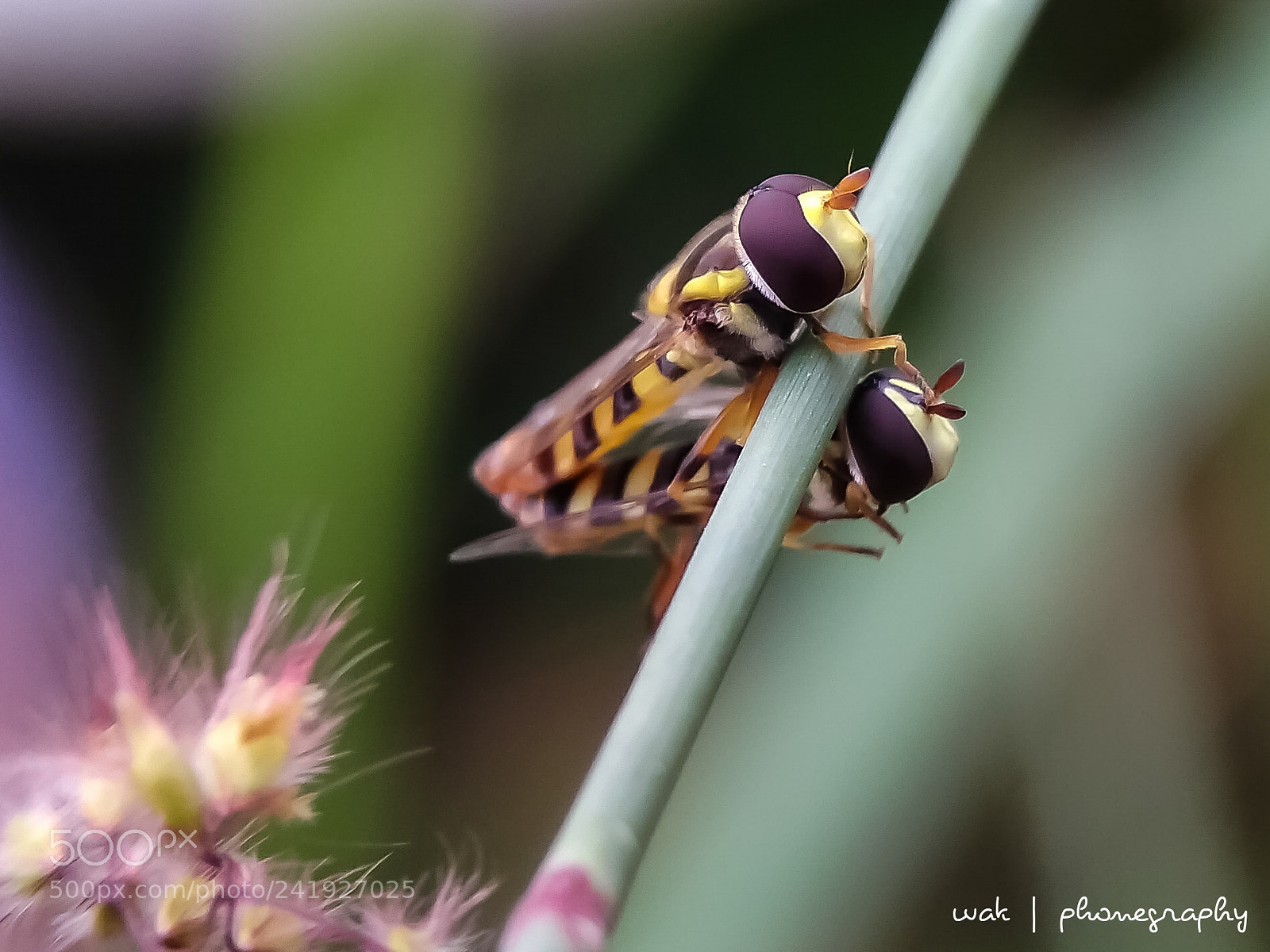 Xiaomi MI MAX sample photo. Bee photography