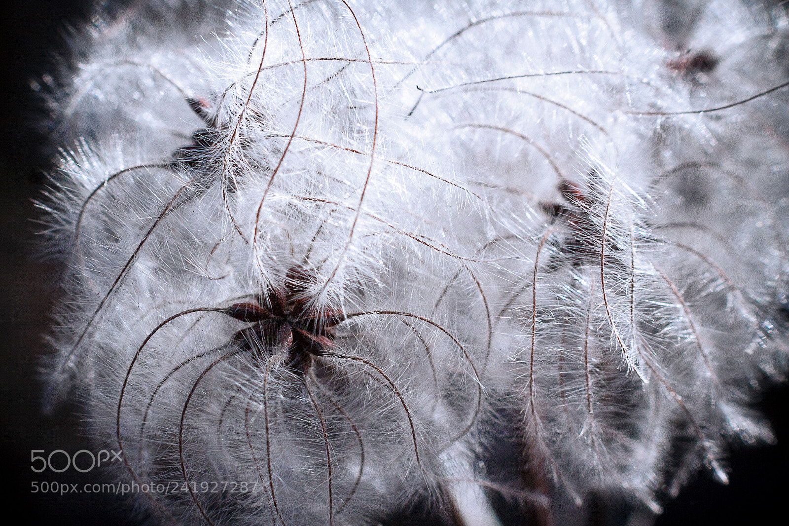 Canon EOS 50D sample photo. Macro photography