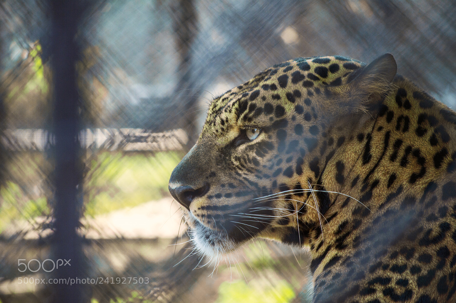 Nikon D3200 sample photo. Leopard photography