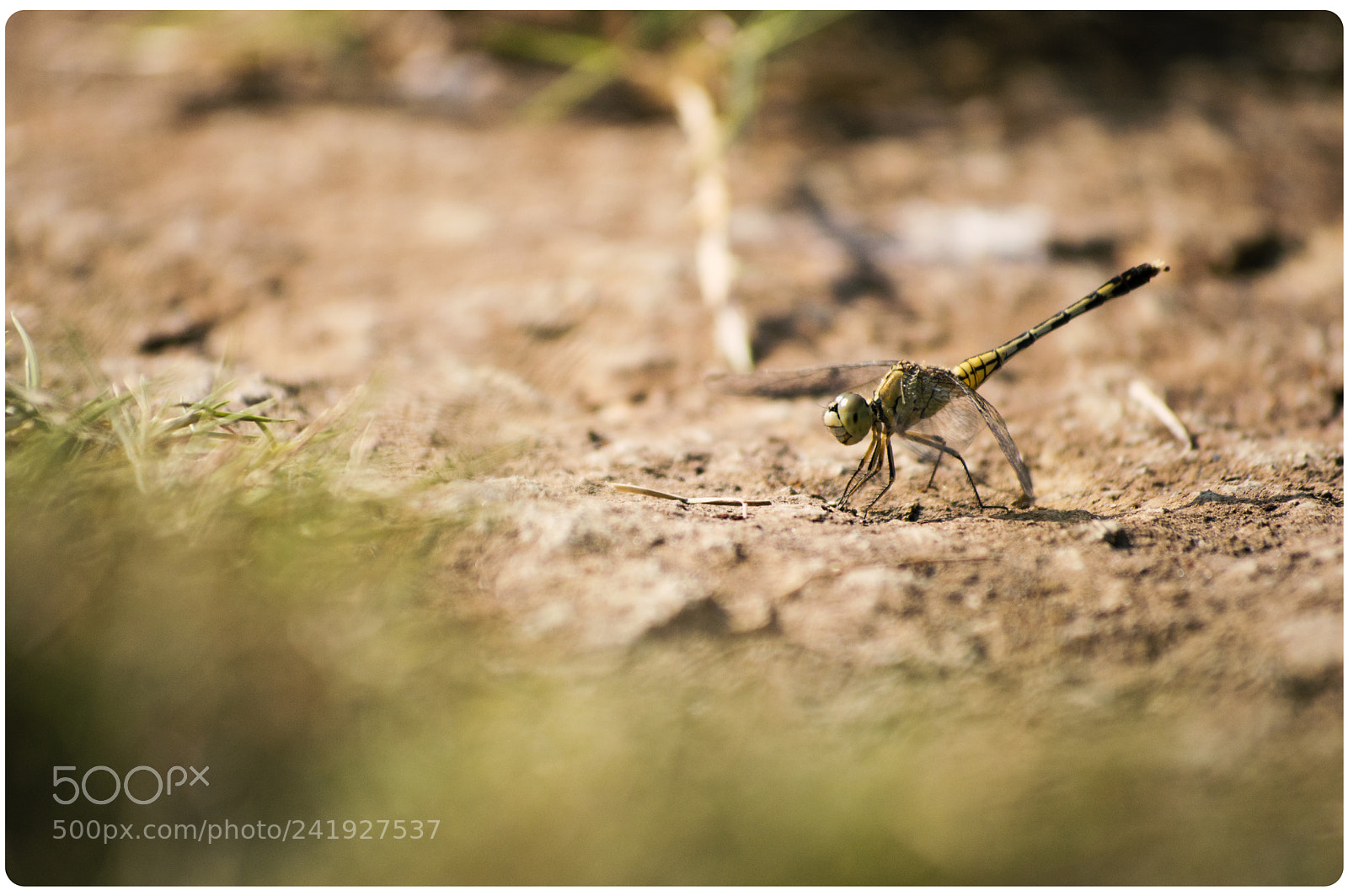 Nikon D3200 sample photo. Dragonfly photography