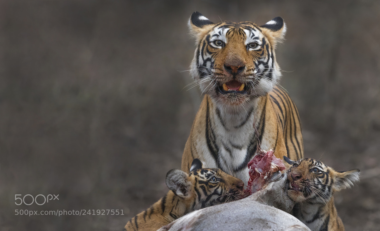 Nikon D500 sample photo. T-8 and cubs photography