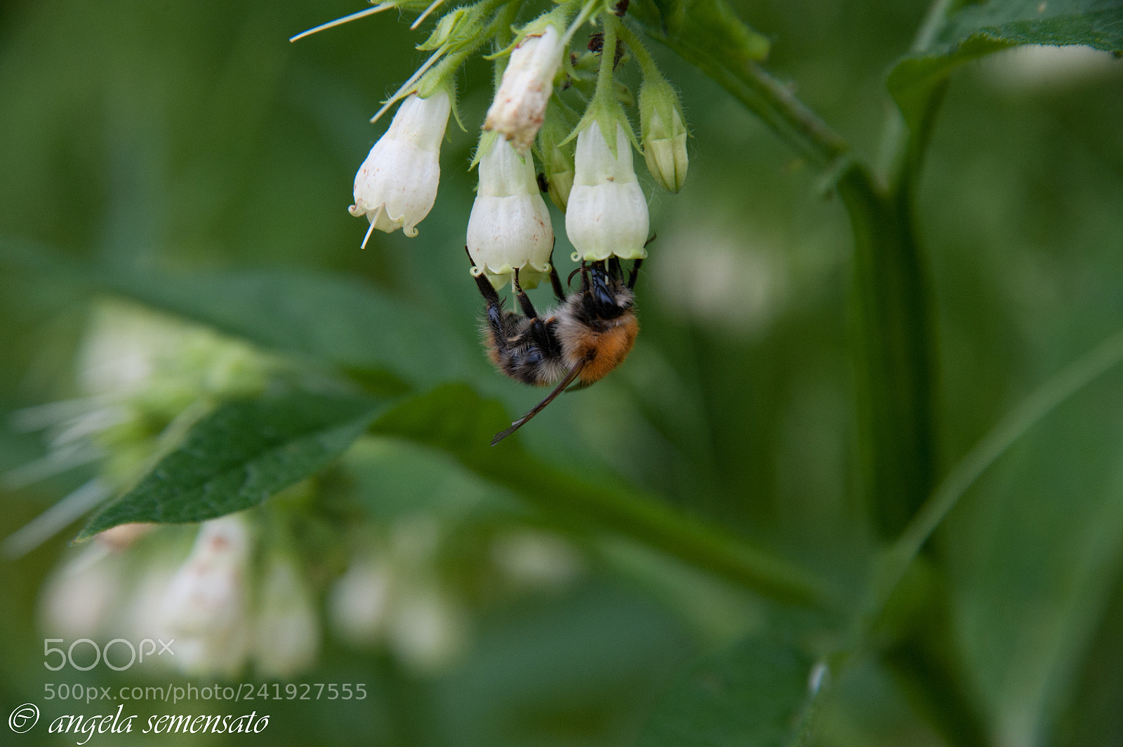 Nikon D700 sample photo. Calabrone curioso photography