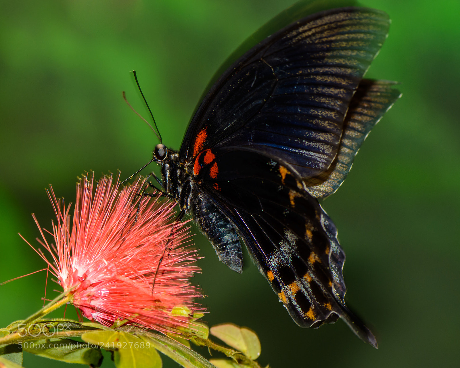 Nikon D7100 sample photo. Butterfly feeding photography