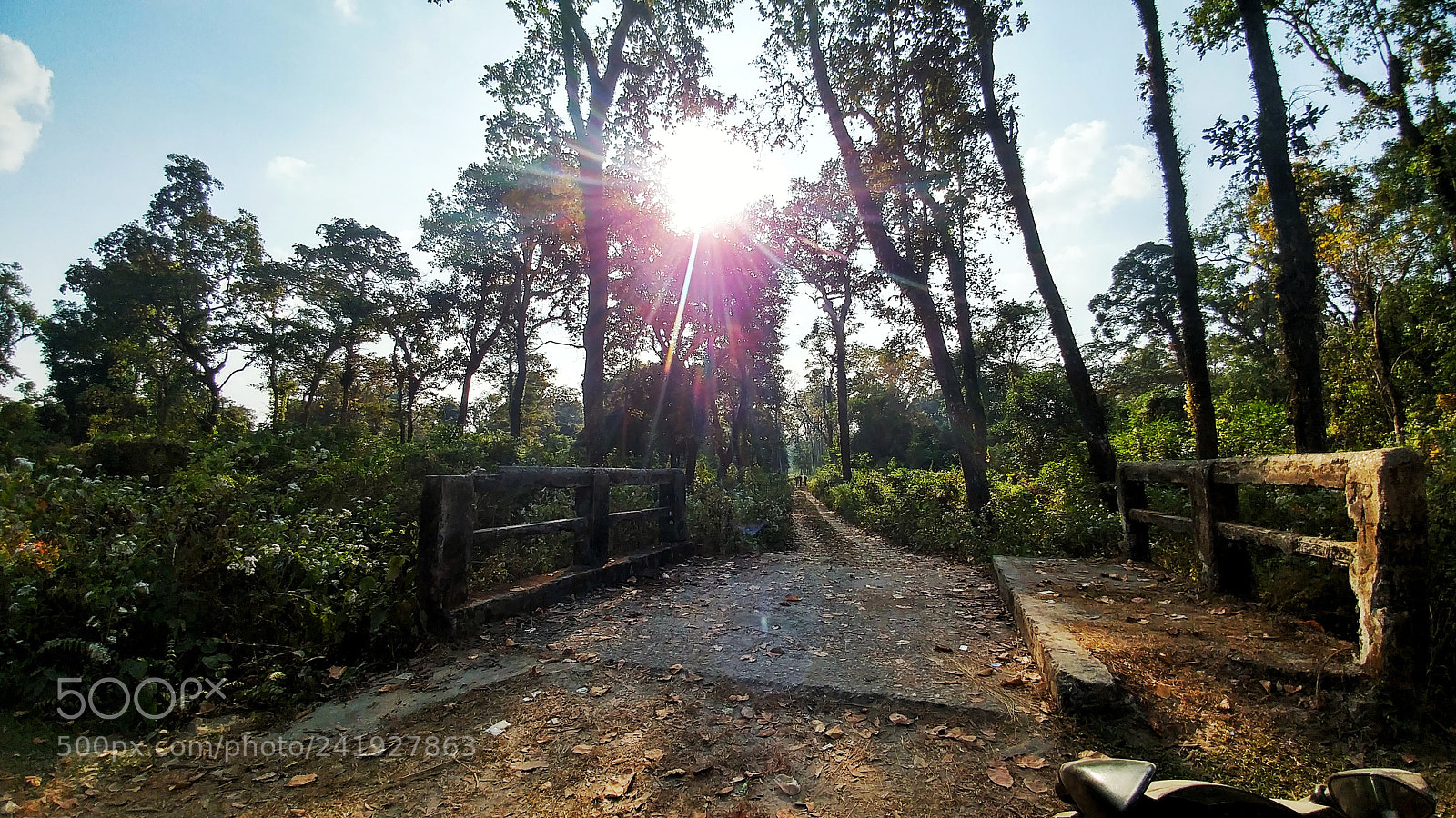 LG G5 sample photo. Forest photography