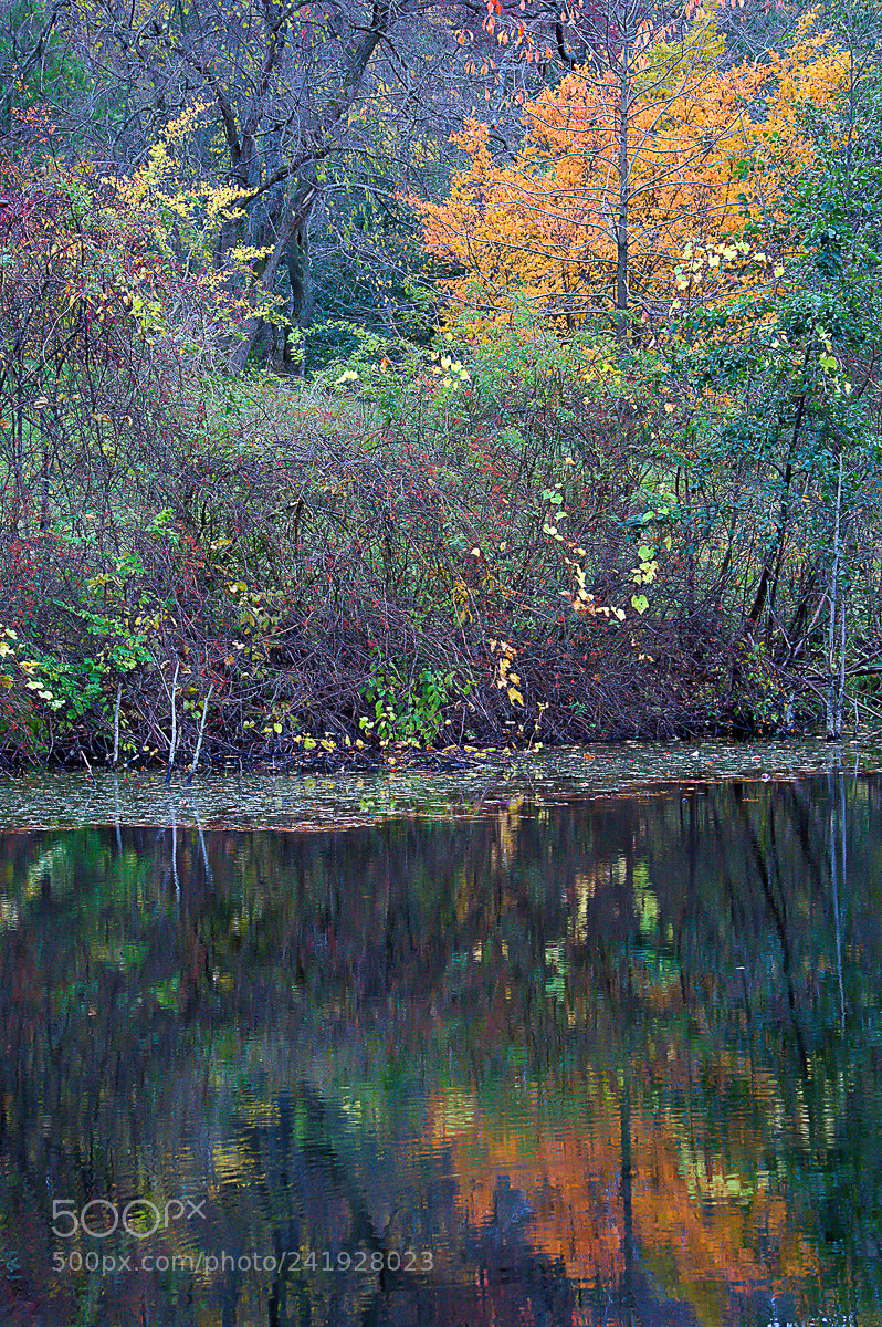 Sony Alpha NEX-6 sample photo. A tangle of colors photography