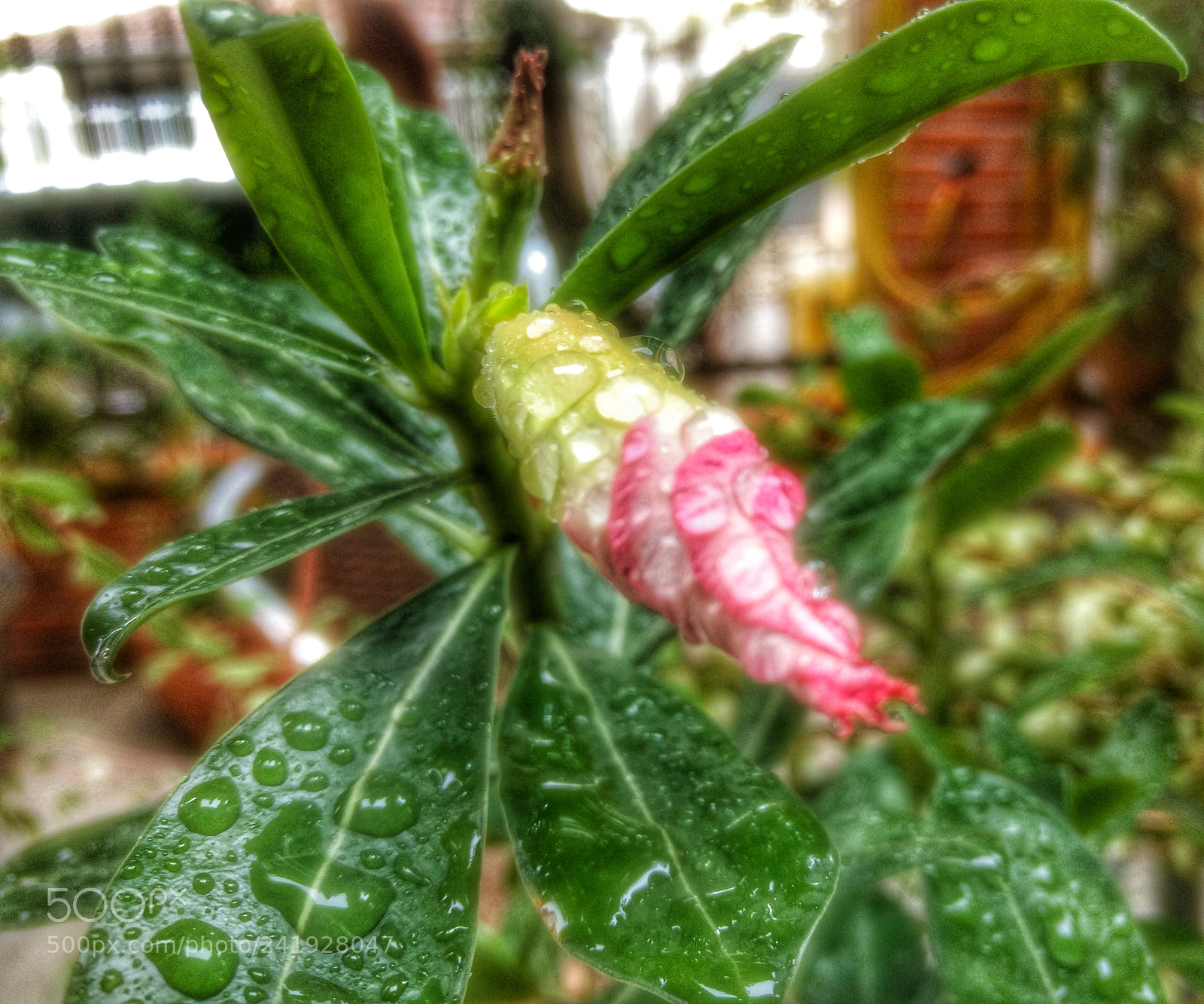 Motorola Moto G (4) sample photo. Adenium obesum photography
