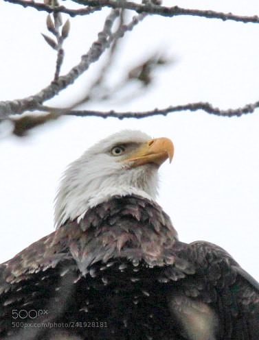 Canon EOS 1300D (EOS Rebel T6 / EOS Kiss X80) sample photo. I’m majestic photography