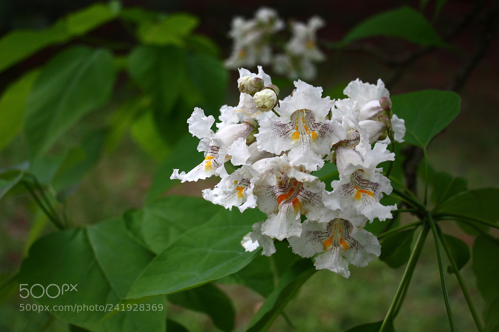 Canon EOS 450D (EOS Rebel XSi / EOS Kiss X2) sample photo. Catalpa flowers. photography