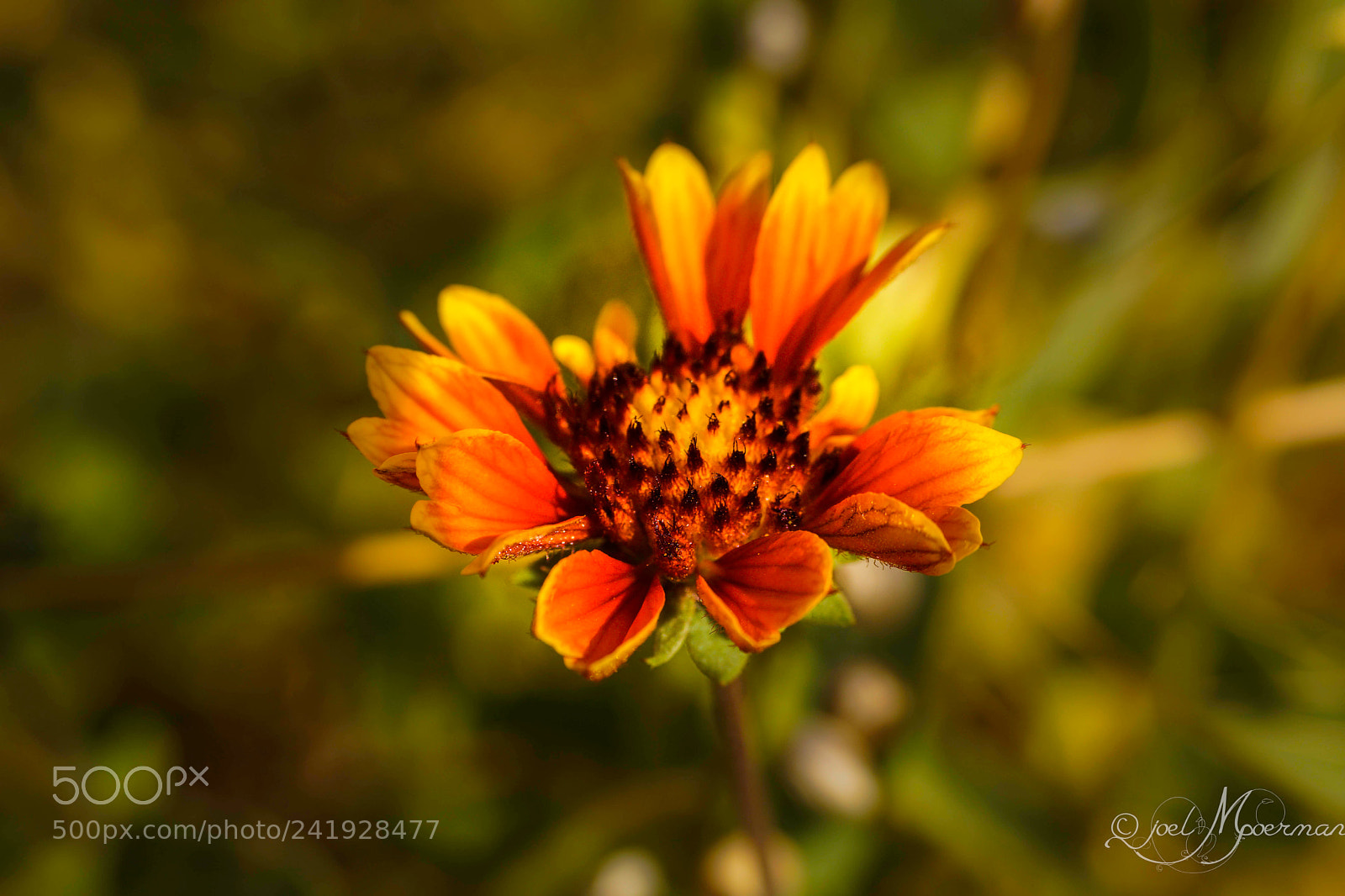 Sony SLT-A77 sample photo. Flower colors ! photography