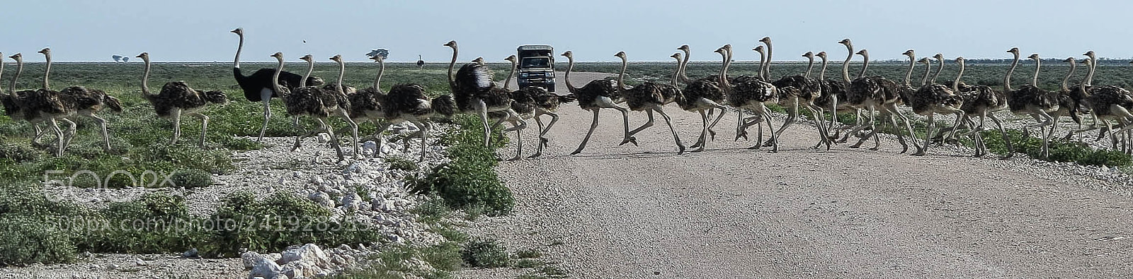 Canon PowerShot G1 X sample photo. Ostrich parade photography