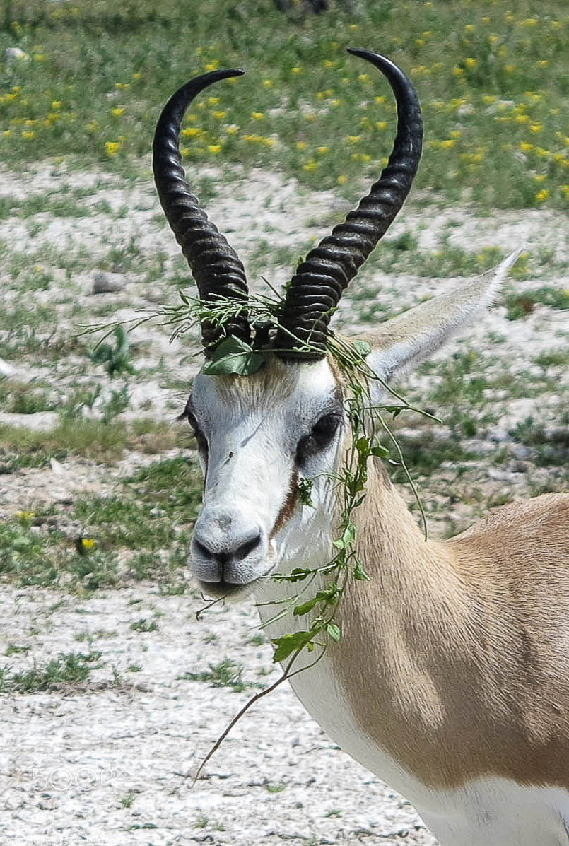 Canon PowerShot G1 X sample photo. Springbok of namibia photography