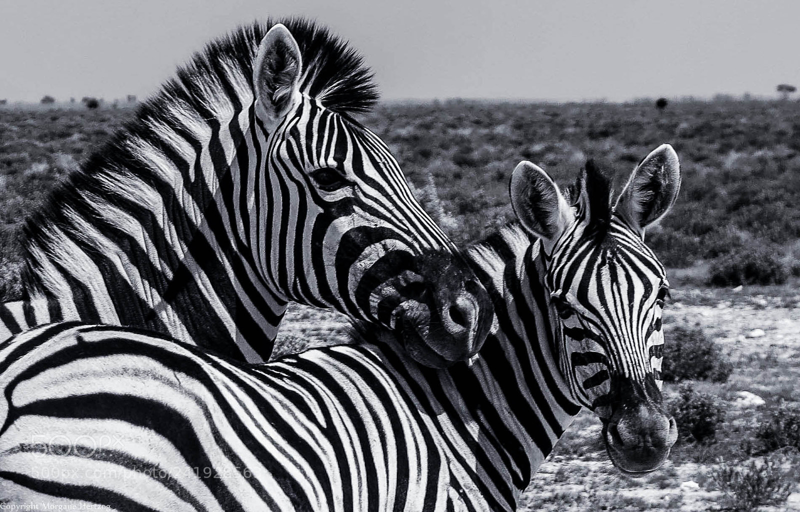 Canon PowerShot G1 X sample photo. Zebra hug photography