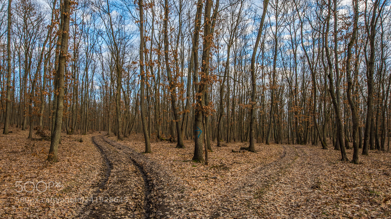 Nikon D7200 sample photo. Paths photography