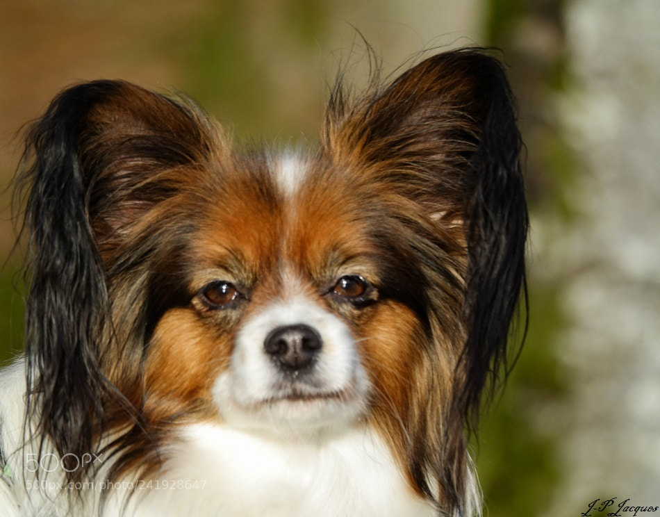 Sony Cyber-shot DSC-RX10 III sample photo. Portrait de mon chien photography