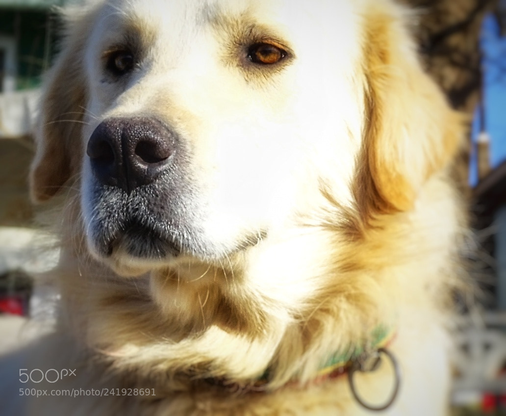 Sony Cyber-shot DSC-HX400V sample photo. Sadık dost photography