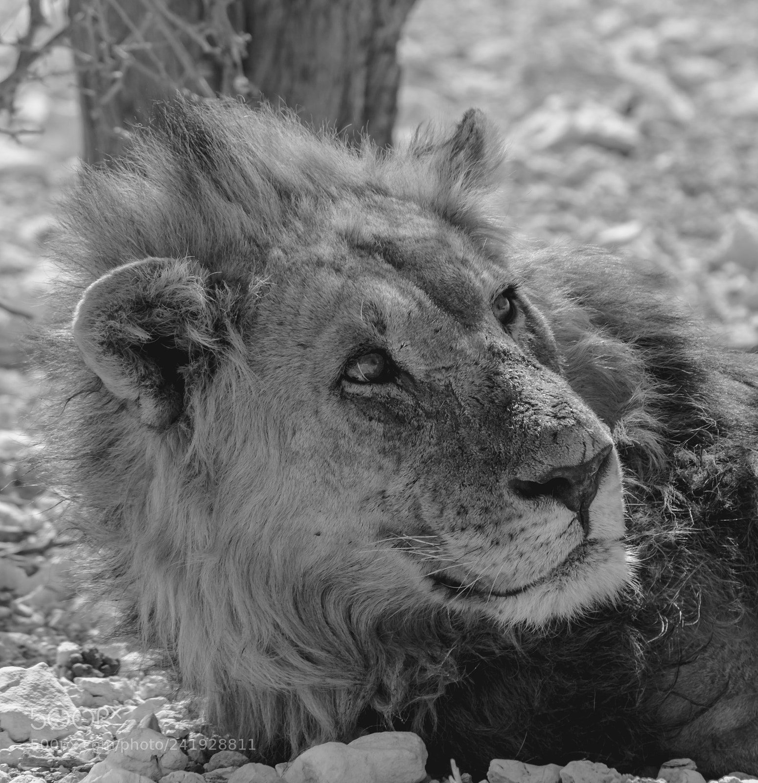 Canon EOS 60D sample photo. Lion photography
