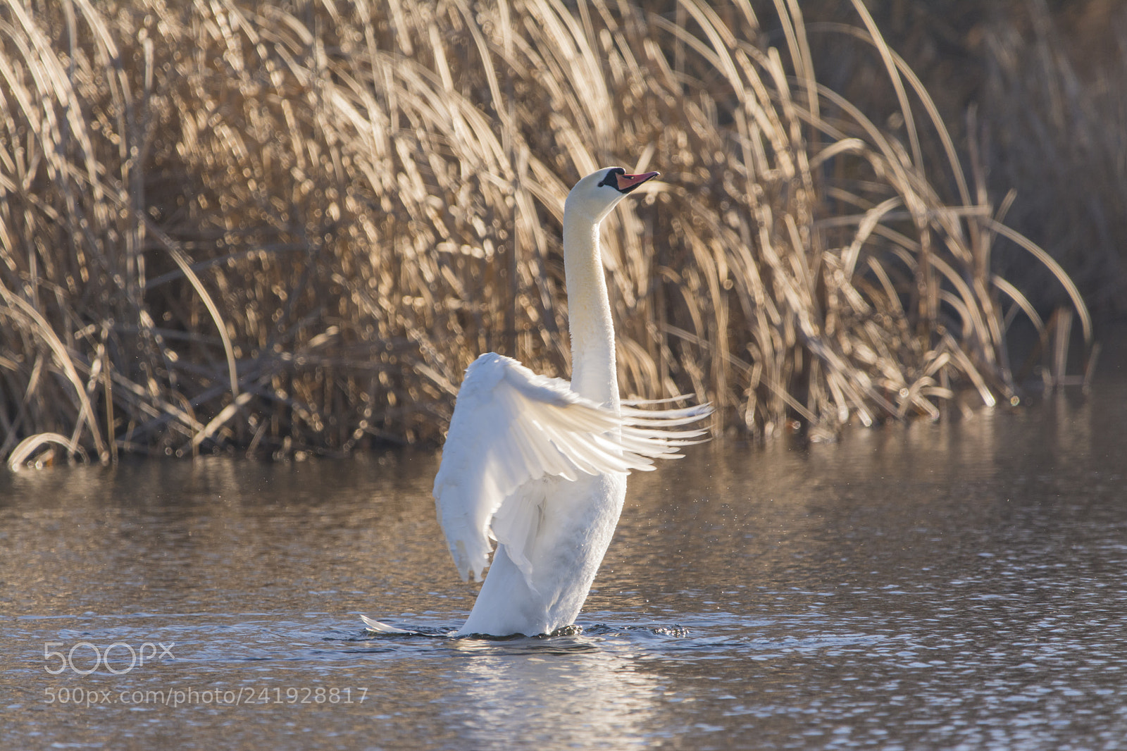 Nikon D7100 sample photo. Mute swan photography