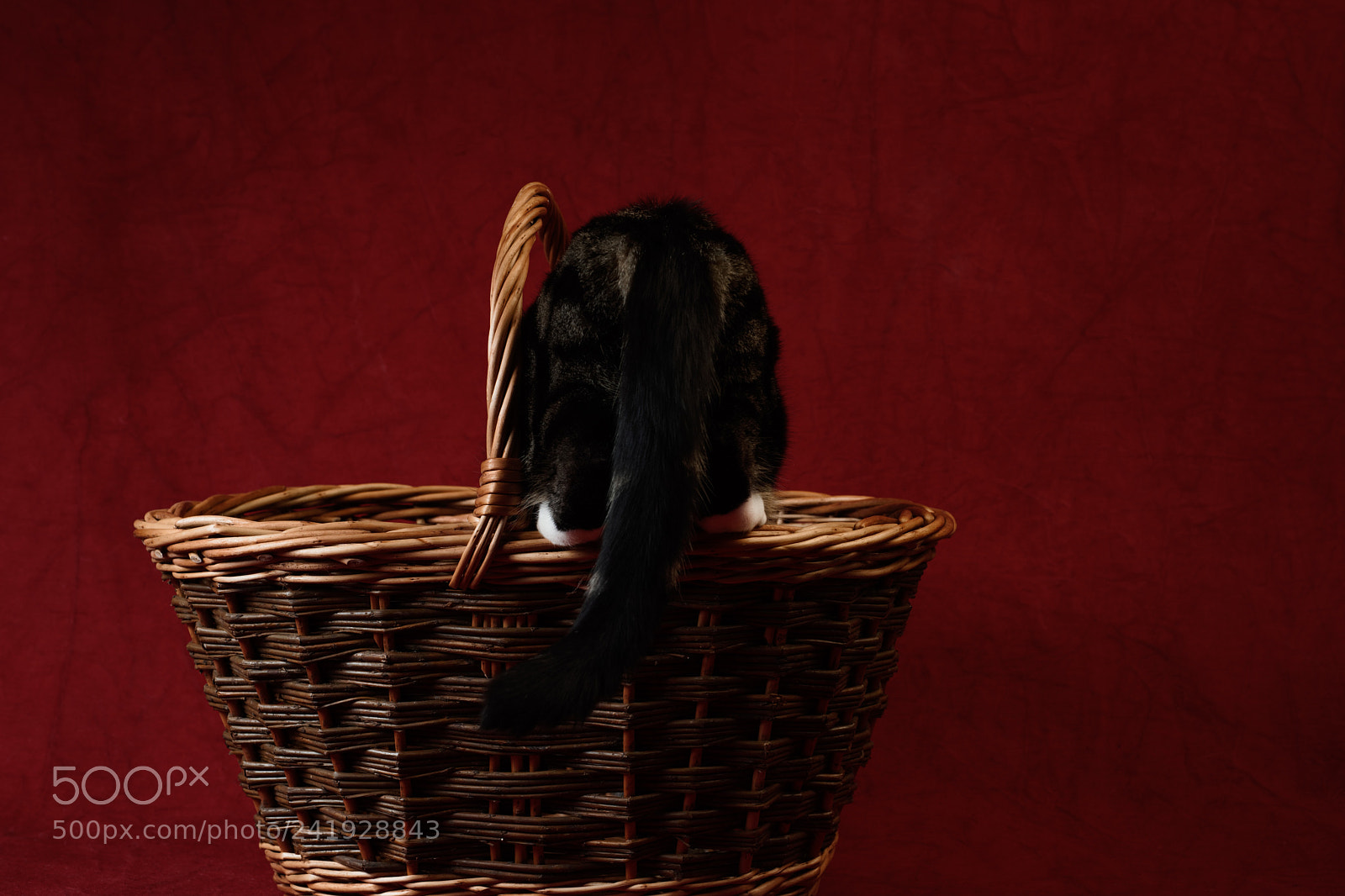 Nikon D810 sample photo. 'red, basket & cat' photography