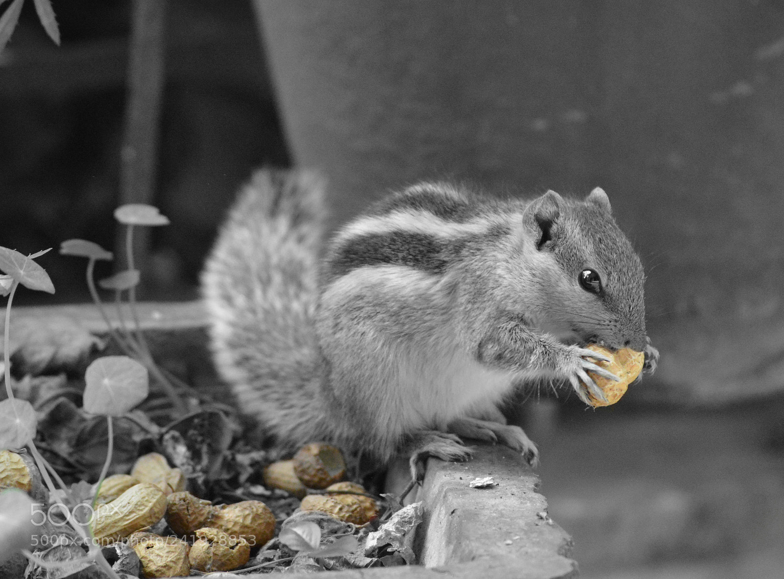 Nikon D3200 sample photo. A date with peanuts photography