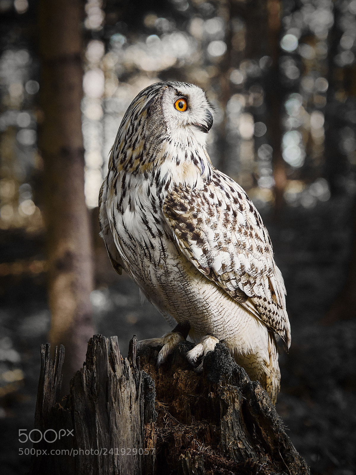Olympus OM-D E-M1 Mark II sample photo. Mr. bärbel photography