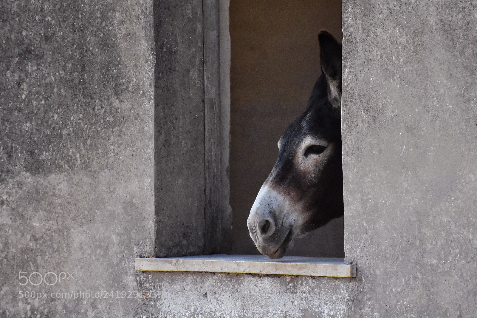 Nikon D7200 sample photo. Asinello photography