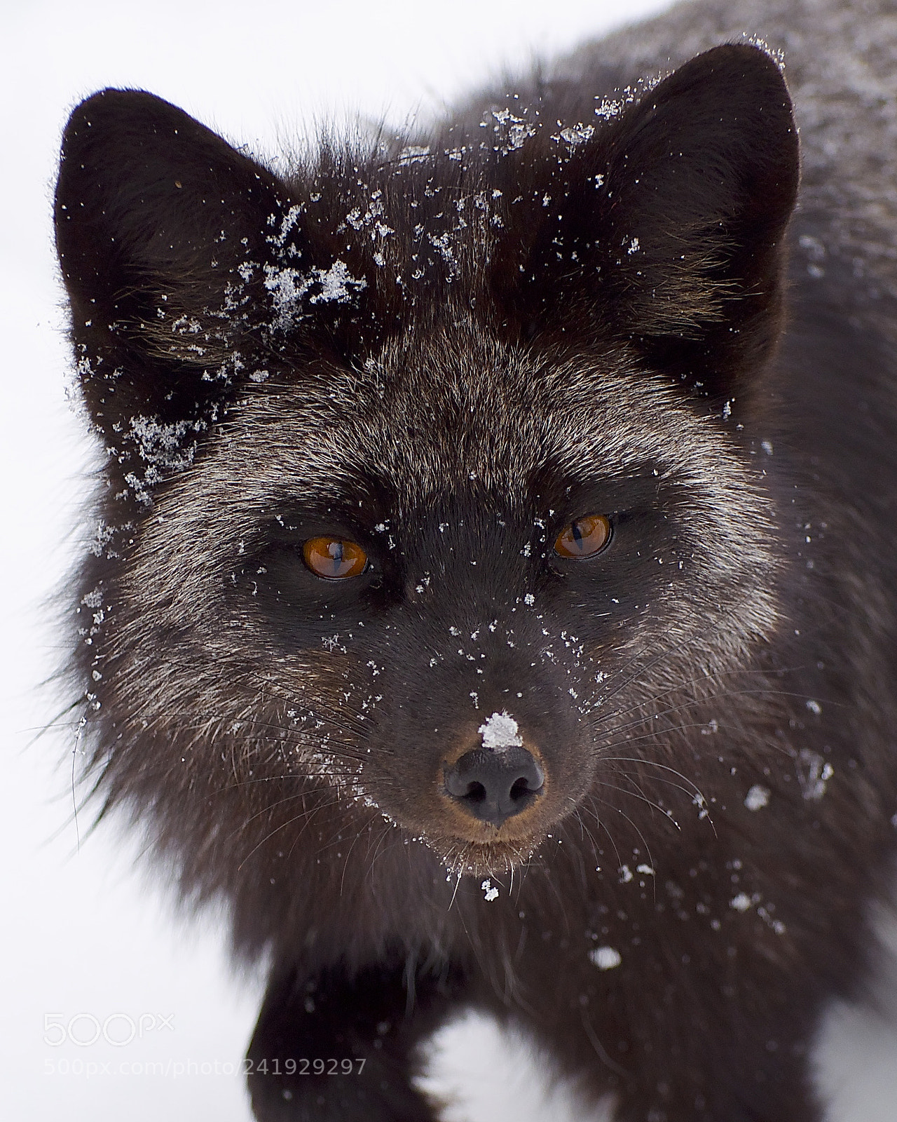 Nikon D5000 sample photo. Silver fox photography