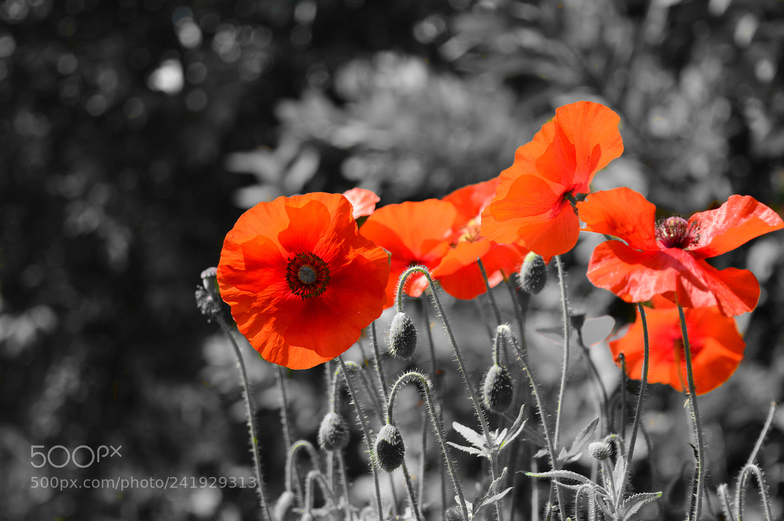 Nikon D3200 sample photo. Poppy | summer photography