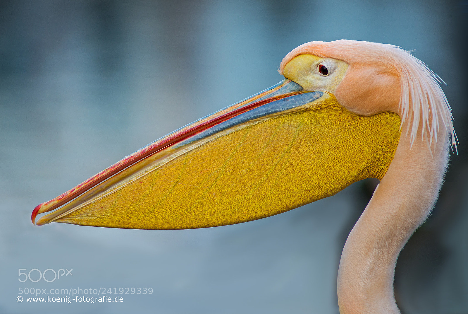 Nikon D600 sample photo. Pelican close up photography