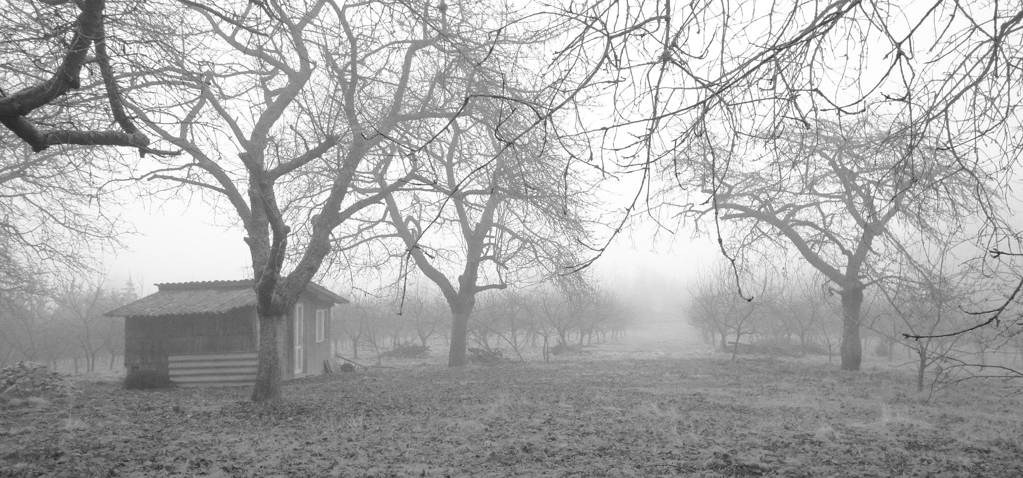 Canon EOS 550D (EOS Rebel T2i / EOS Kiss X4) + Canon EF-S 10-18mm F4.5–5.6 IS STM sample photo. In the fog... photography