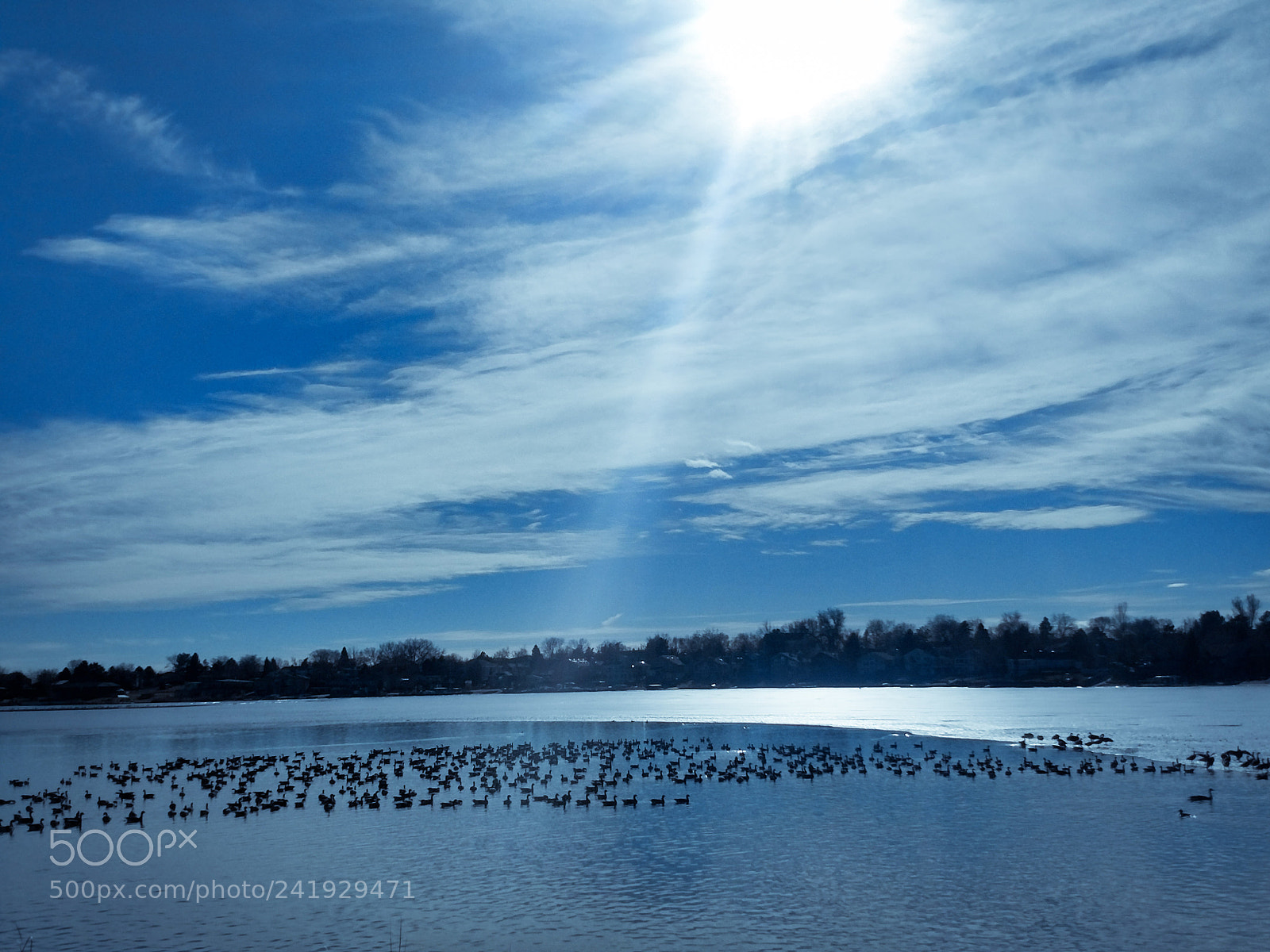 Motorola XT1650 sample photo. Geese photography