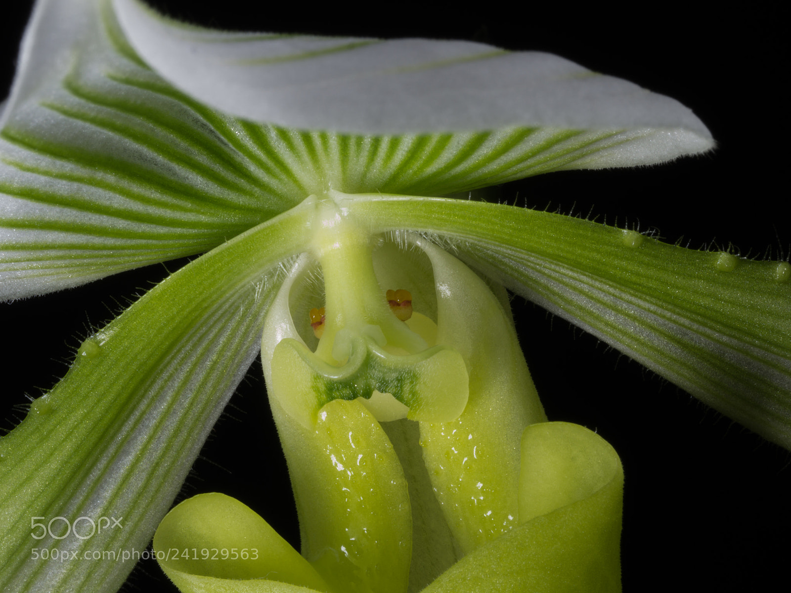 Olympus OM-D E-M10 II sample photo. The orchid alien photography
