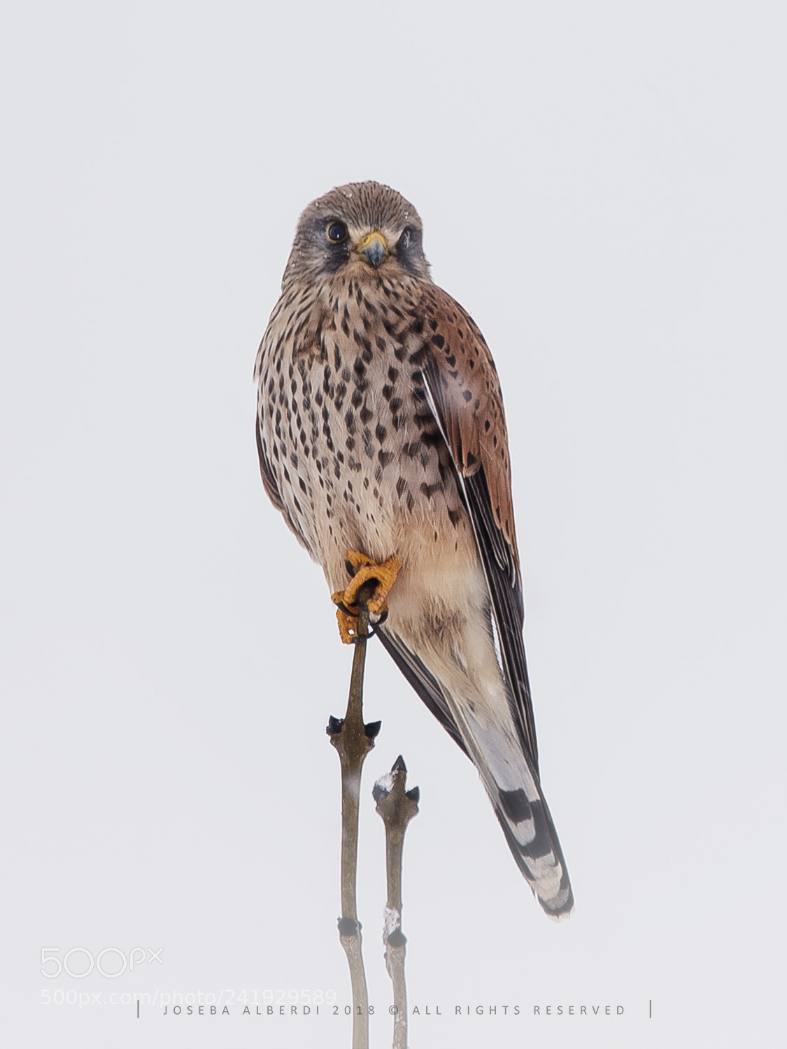 Nikon D5500 sample photo. Common krestel in a photography