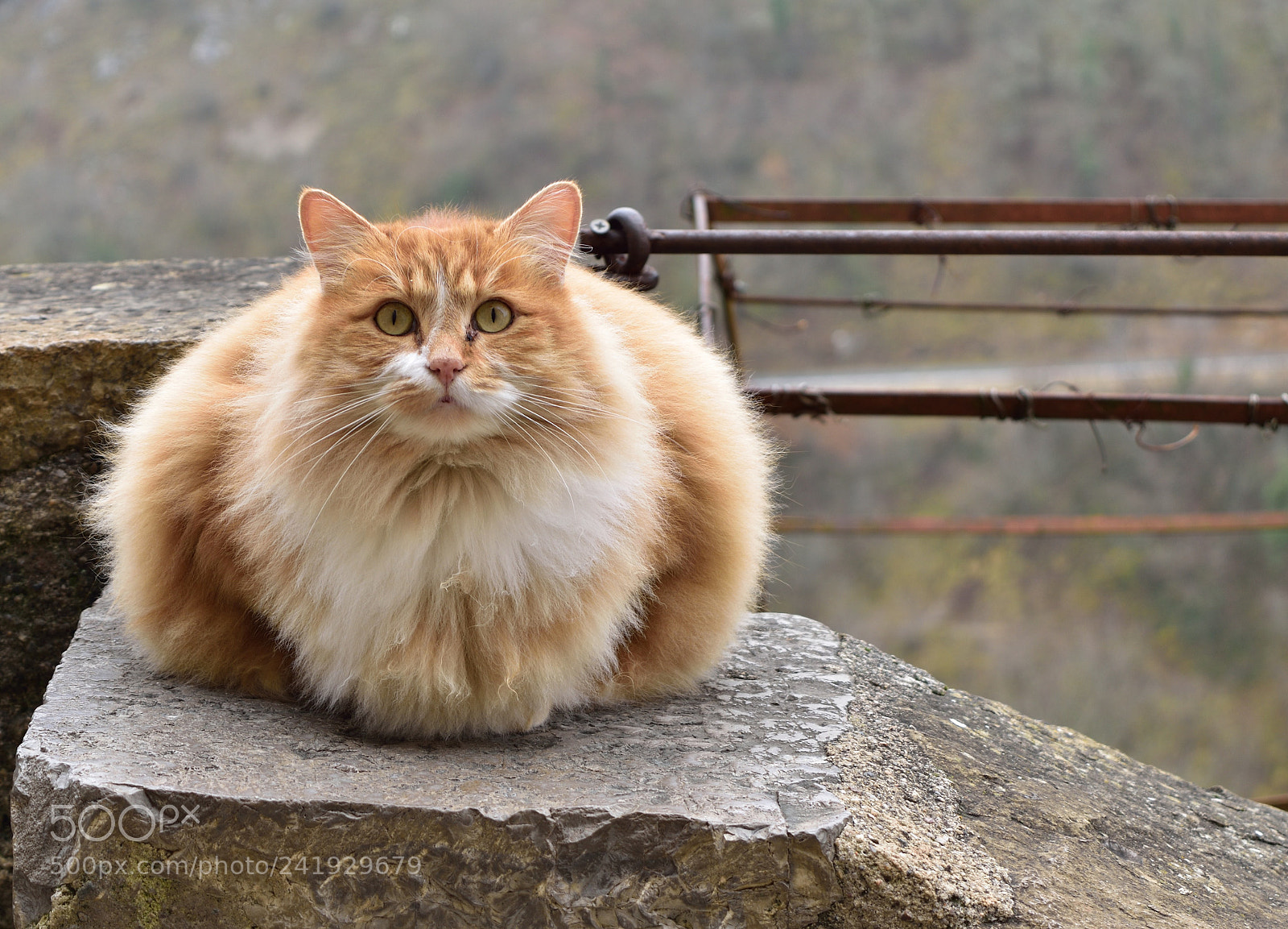 Nikon D5500 sample photo. Cat of rocamadour photography