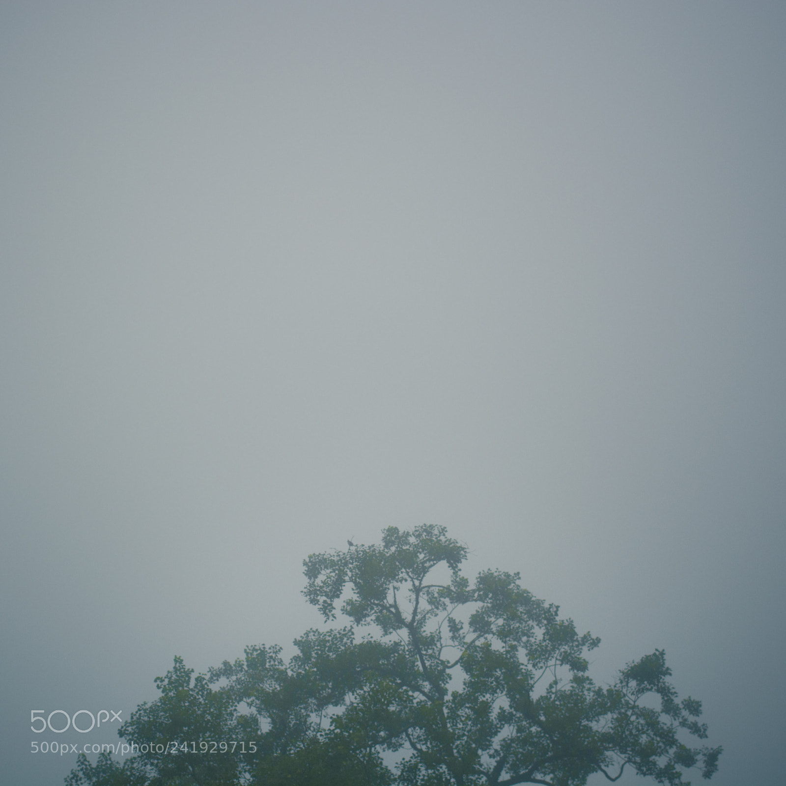 Nikon D7100 sample photo. In the fog photography