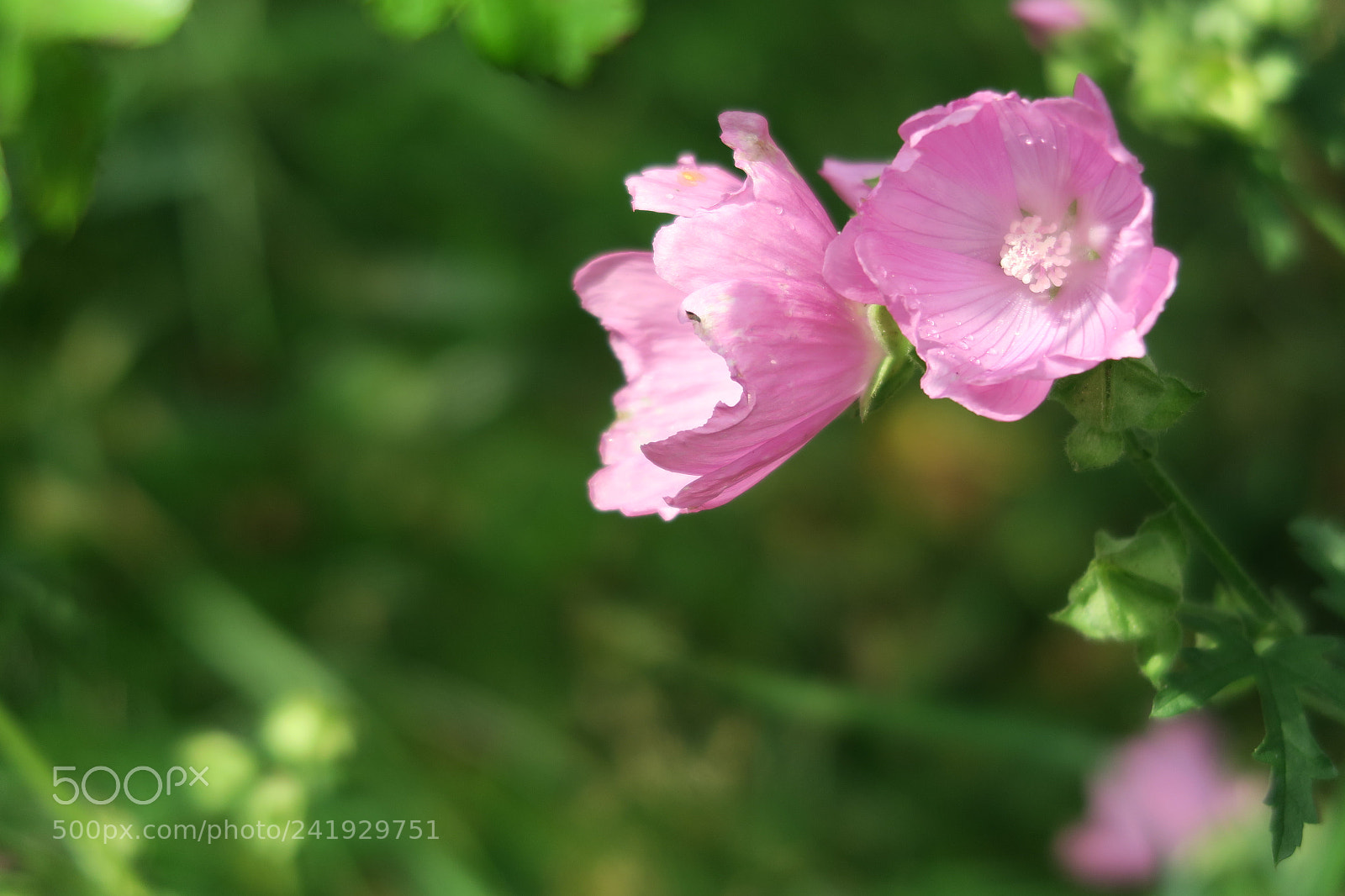 Canon PowerShot G7 X sample photo. Img photography