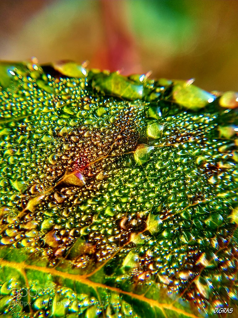 Samsung Galaxy S7 sample photo. Morning dew on a photography