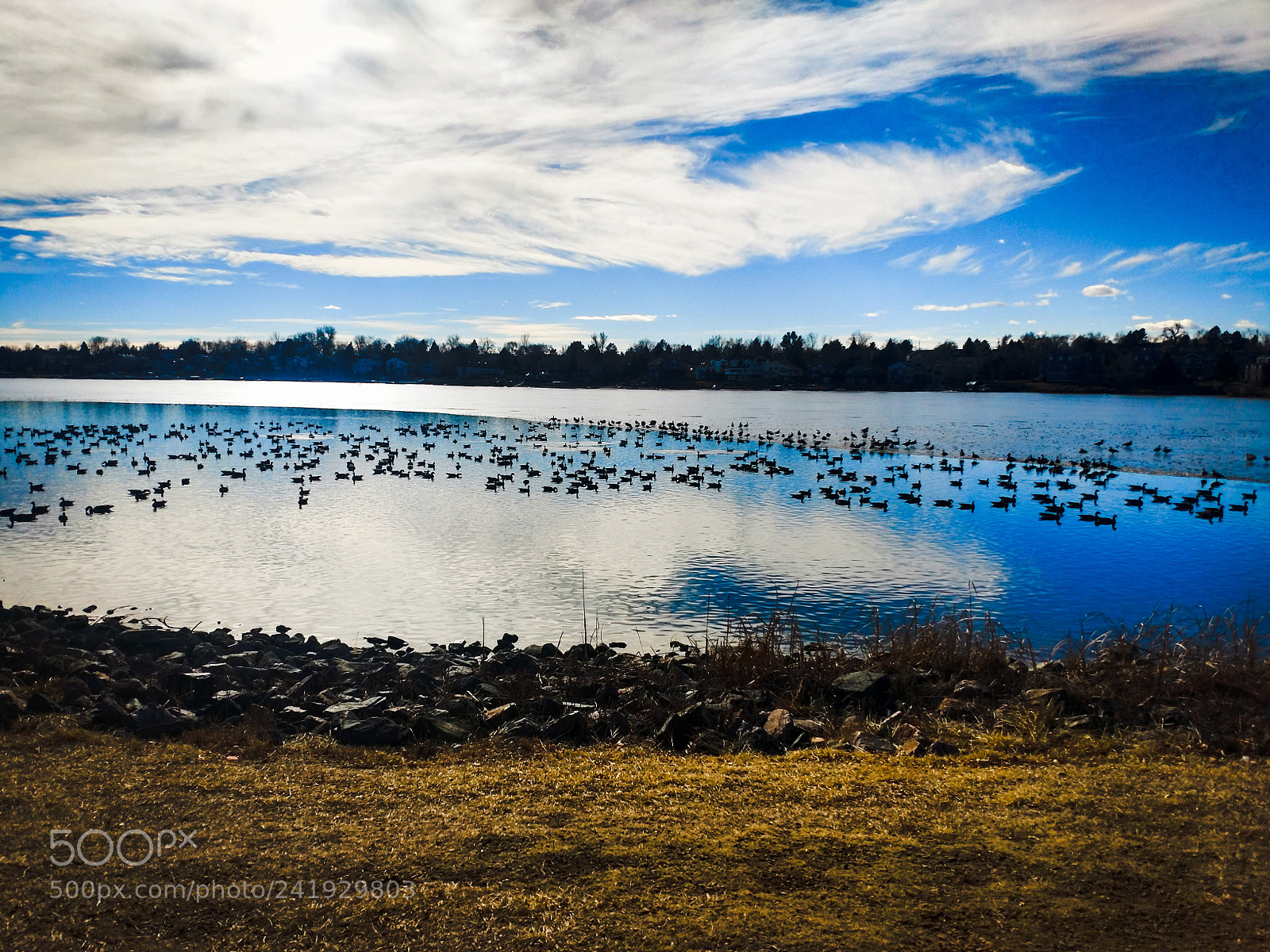 Motorola XT1650 sample photo. Colorado geese photography
