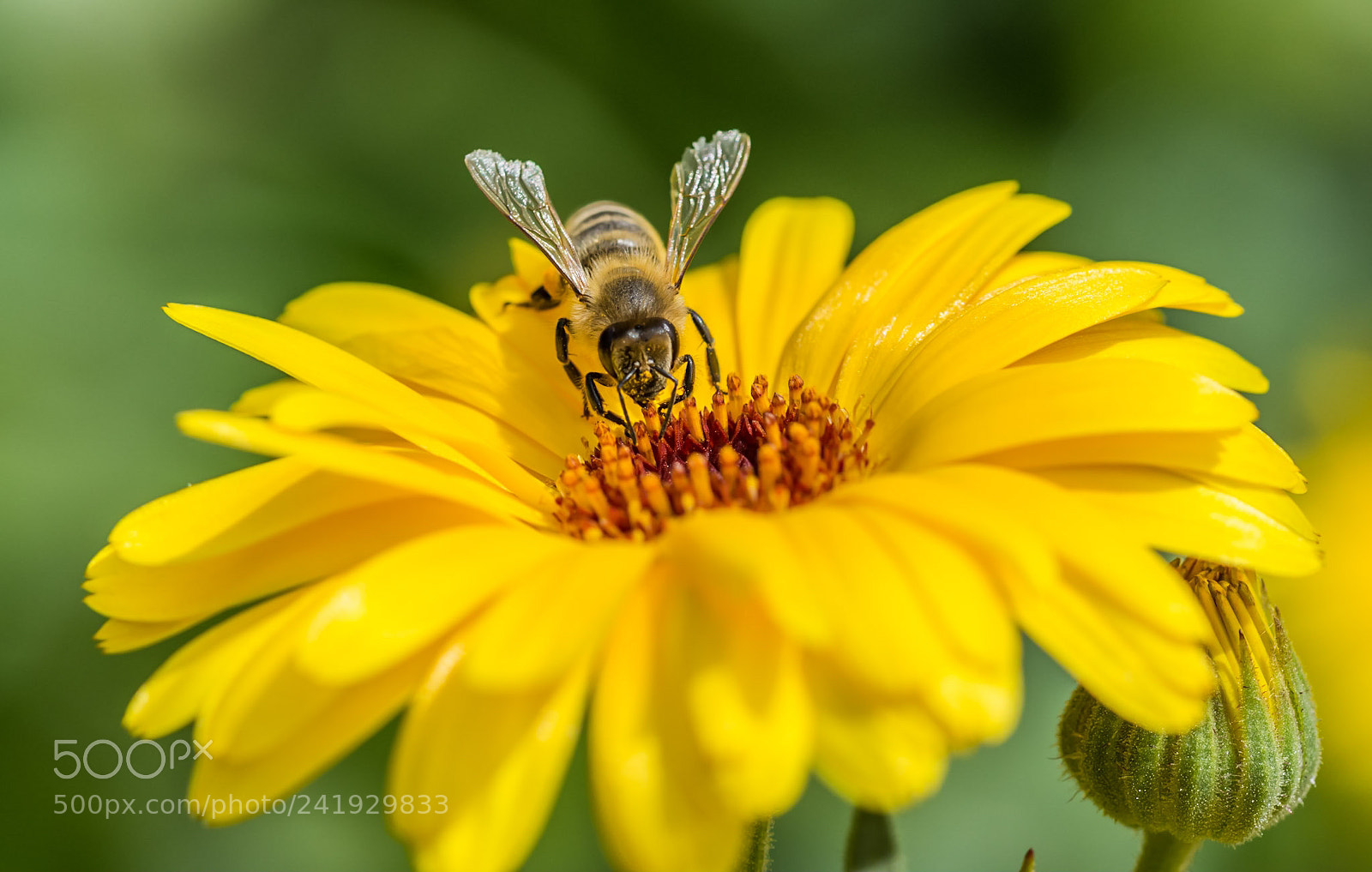 Nikon D7200 sample photo. Honigbiene photography