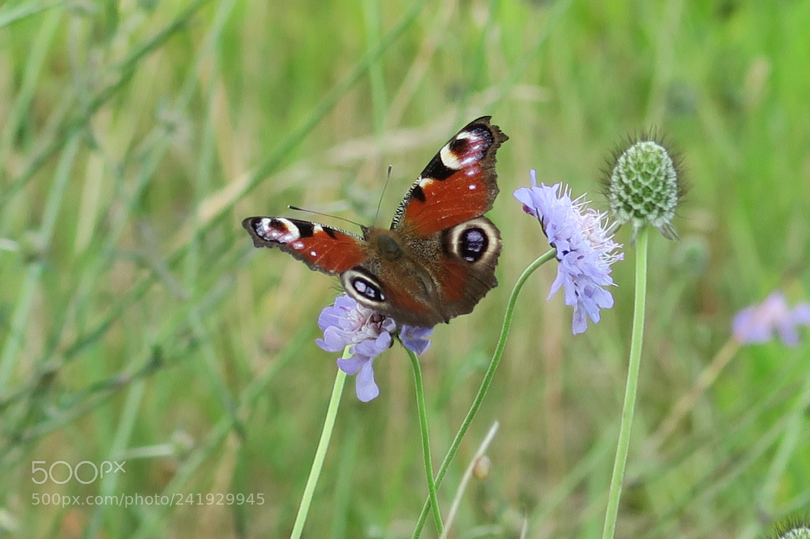 Canon PowerShot G7 X sample photo. Img photography