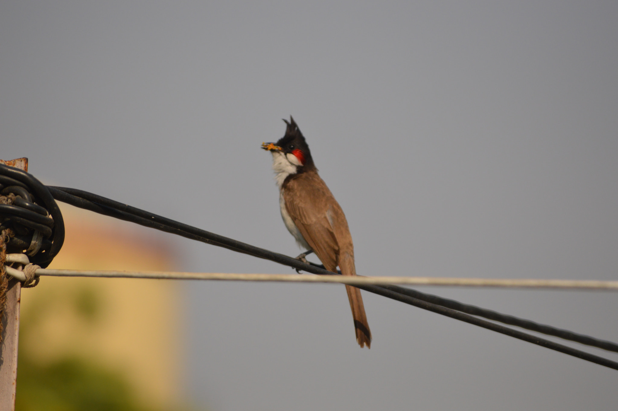 Nikon D3200 sample photo