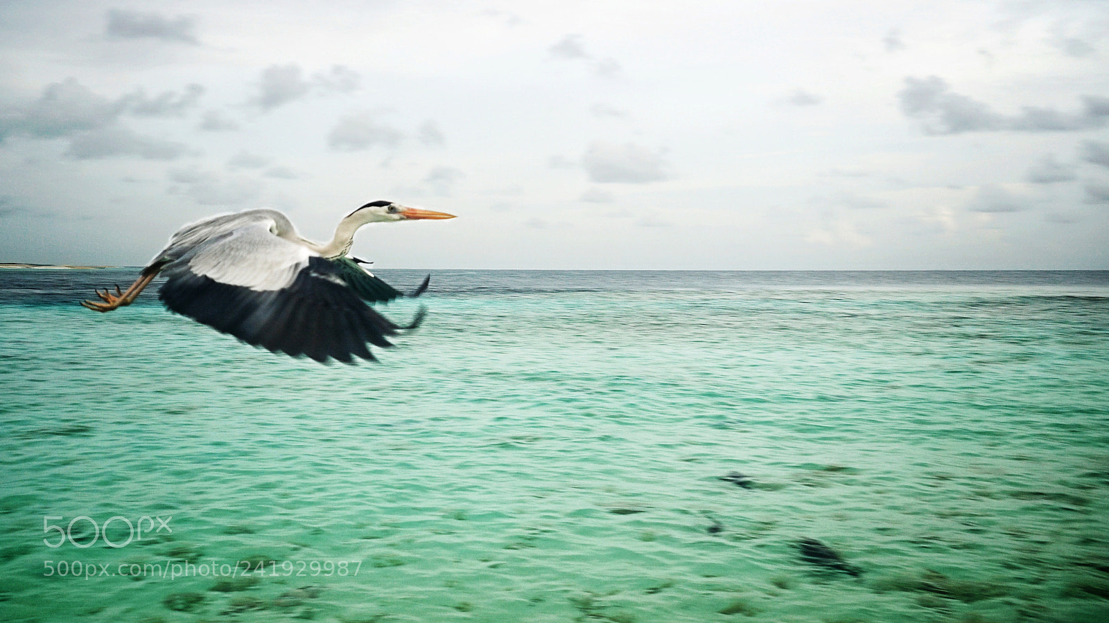 Sony ILCA-77M2 sample photo. Pajaro maldivo photography