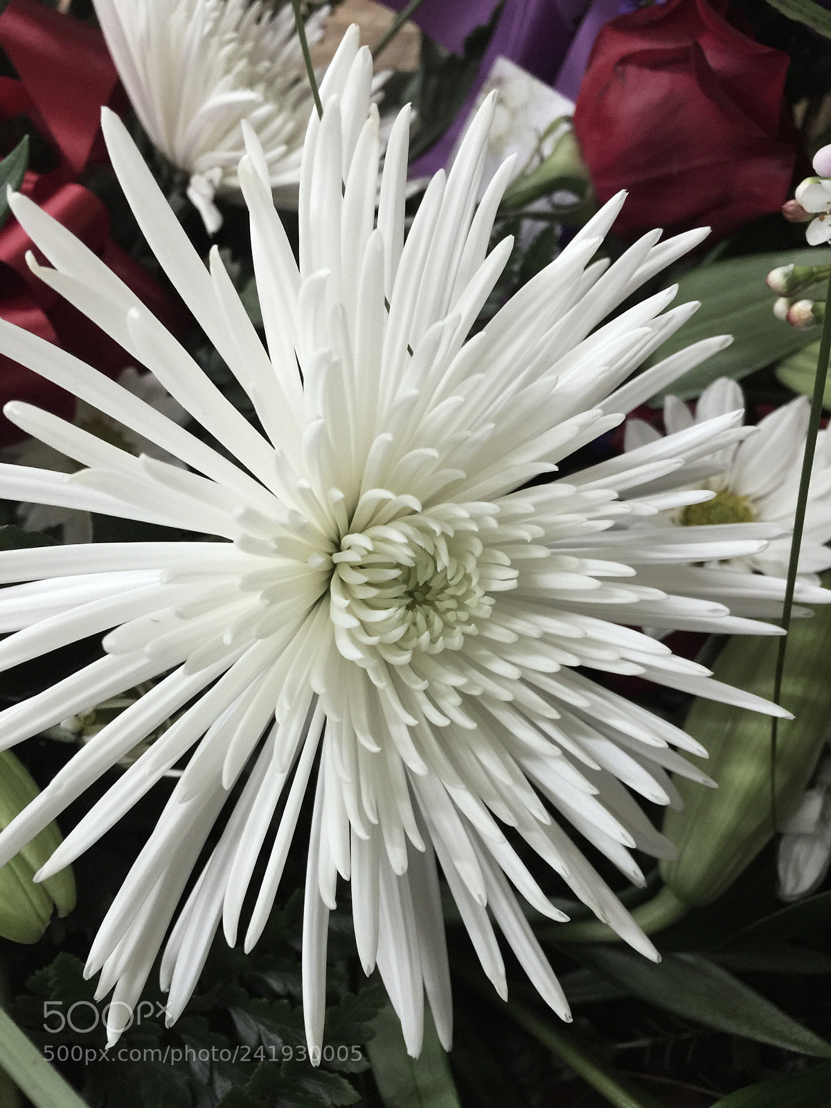 Apple iPhone 6 Plus sample photo. Today’s flower  ? photography