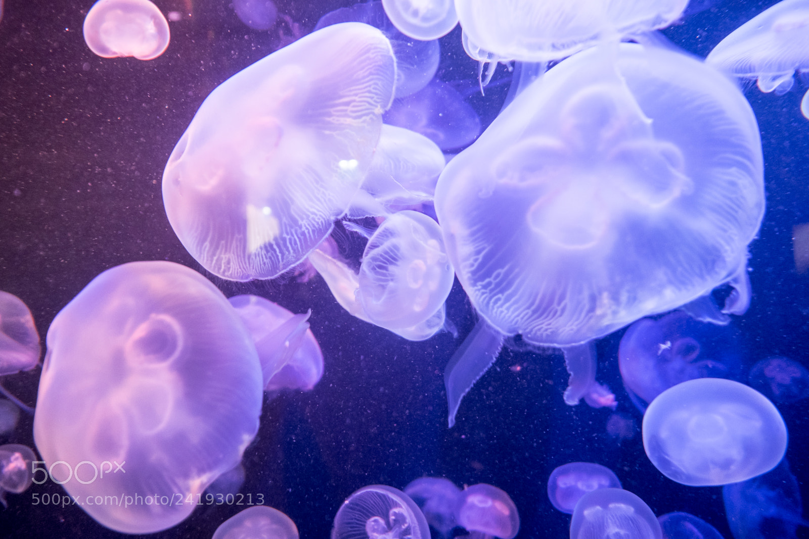 Fujifilm X-T1 sample photo. Jellyfish ballet photography