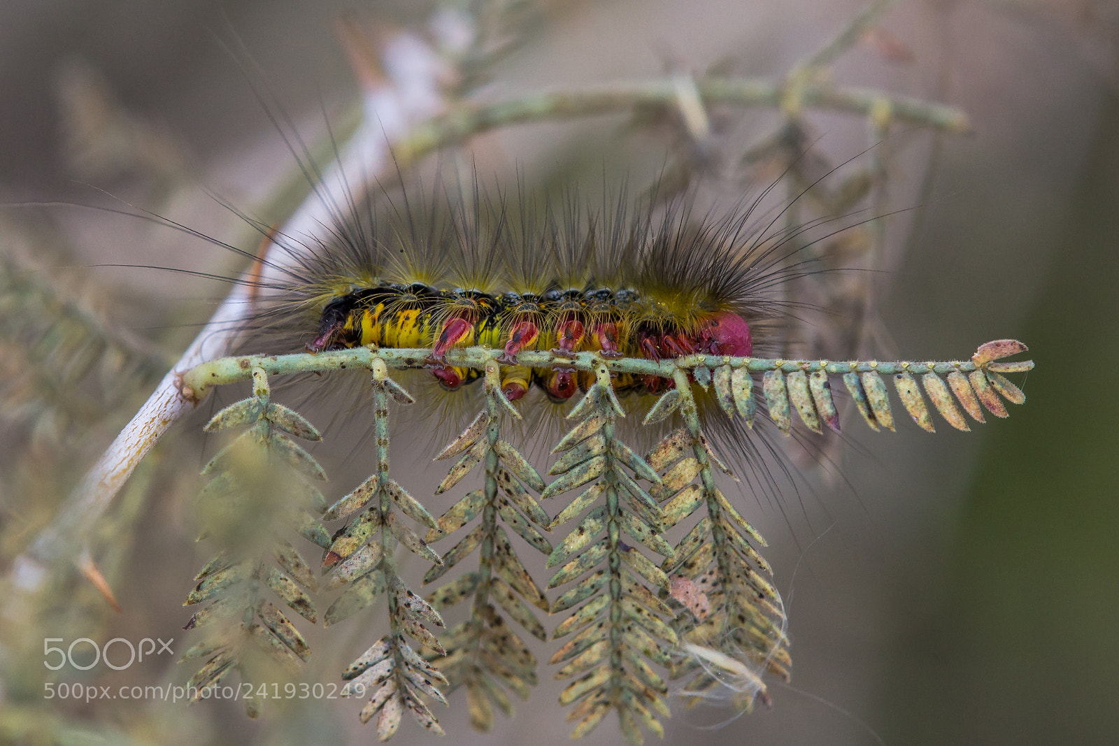 Canon EOS 60D sample photo. Casama innotata photography