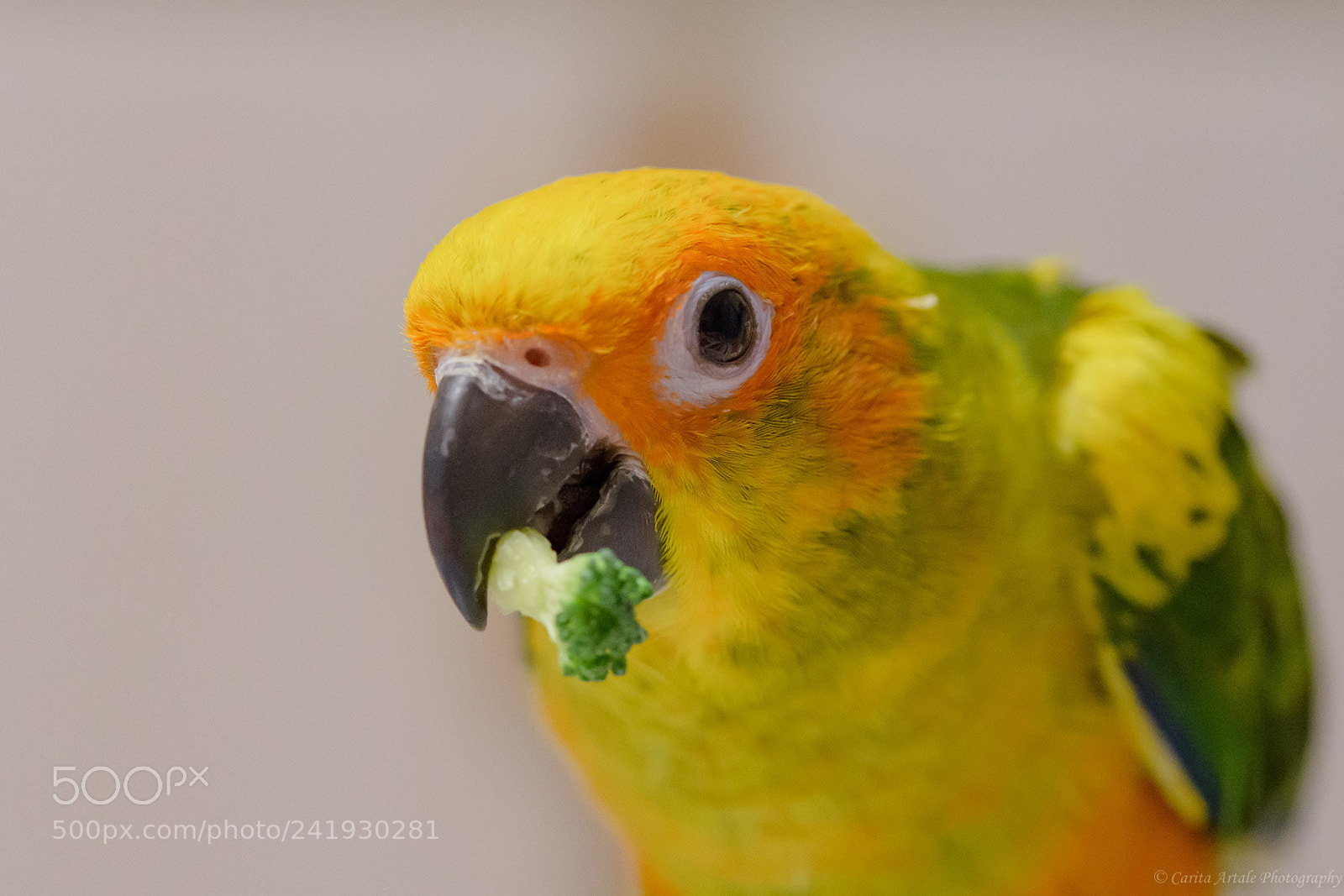 Nikon D500 sample photo. Tasty photography