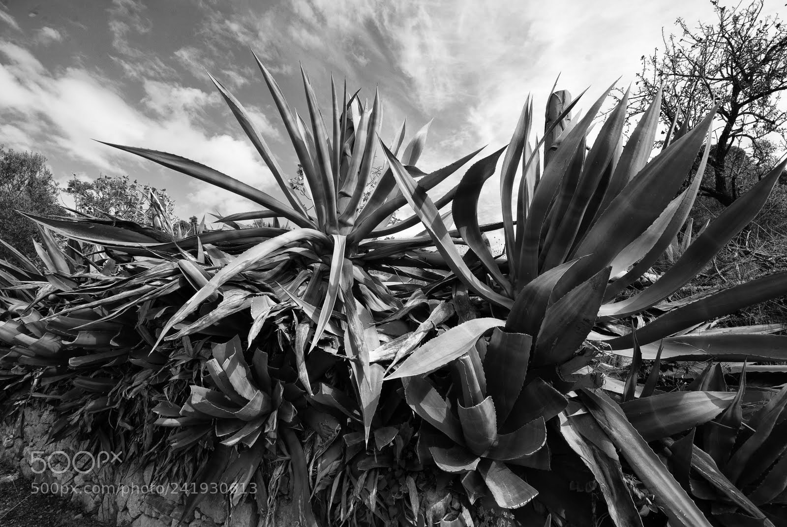 Nikon D200 sample photo. It skears. photography
