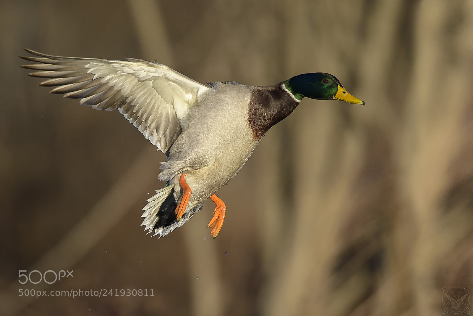 Nikon D4S sample photo. Anas platyrhynchos, germano reale,canard photography